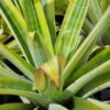 Yellow Star | AW 1770 Botanic Nursery
