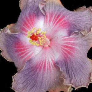 A 'Zeak Bill Allen' Hibiscus flower featuring a stunning gradient from the outer purple petals to the inner soft pink hues, culminating in a dramatic red center with a crown of golden-yellow stamens, evoking the magical transition from twilight to night.