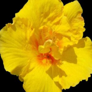 Lemon Squash