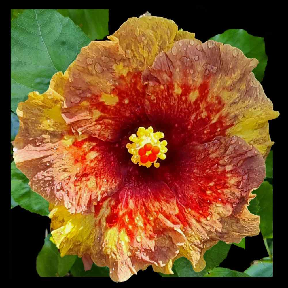 C.ose up of the Our Arthur hibiscus flower, whoing the gold bronze and red colours of the single ruffled hibiscus flower