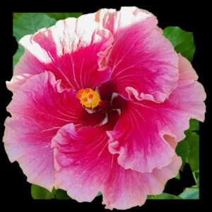 Close up of the Pink Dragon hibiscus flower showing the vibrant Pink petals with white ruffled edges and pronounced veining