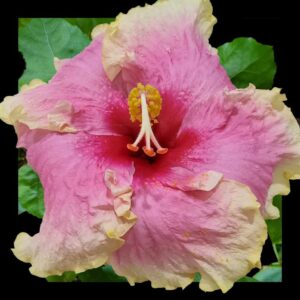 Image of Tarantella Hibiscus in flower