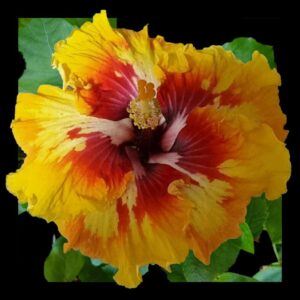 Image showing Tropical Glory Hibiscus flower