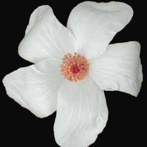 displays Wilder's White Hibiscus flower