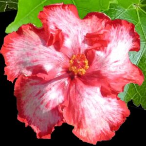 Close up of Brenda Miller Hibiscus Flower