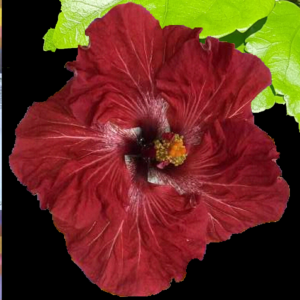 Close up of Hibiscus Daniel Morcombe flower