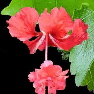 Close up of El Capitolio Red Hibiscus Flower