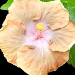 Close up of Grace Ann Hibiscus Flower