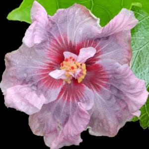Close up of Hibiscus Lady Adele flower
