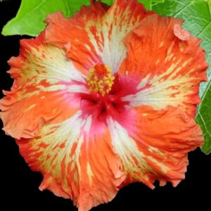 Close up of Hibiscus Lady Cilento flower