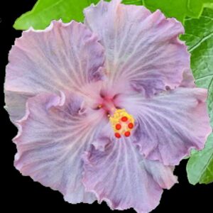 Close up of Lilac Treasure Hibiscus flower