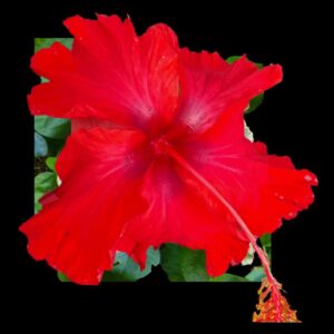 Face on View of Reddy or Not Hibiscus Flower