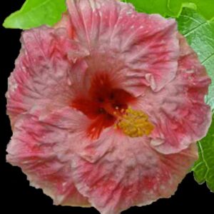 Close up of Hibiscus Tessa Hutton Flower