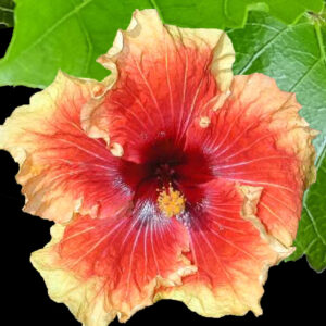Close up of Whirls and Twirls hibicus flower