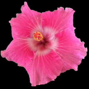 Close up of hibiscus flower called Cele Niffeneger
