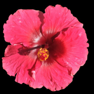 Close up of Christine Louise Hibiscus flower
