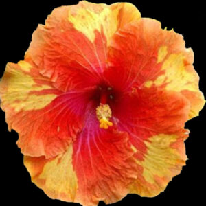 Close up of Hibiscus Flower called Courier Mail