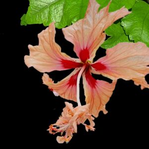 Close up of El Capitolio Sport (Apricot) Hibiscus flower