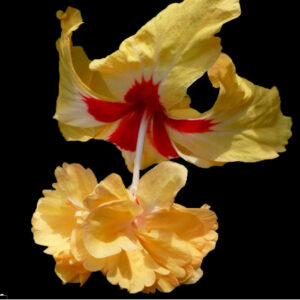 Close up of El Capitolio Yellow Hibiscus flower