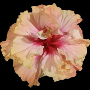 Close up of hibiscus flower called Foster Brady