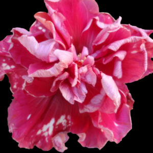 Close up of hibiscus flower called Great Idea