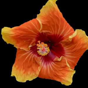 Close up of Hibiscus called Jayella