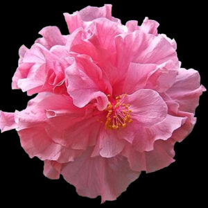 Close up of a double pink hibiscus flower called Kona