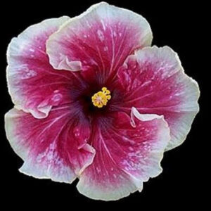 Close up of a hibiscus flower called Laurie Hughes