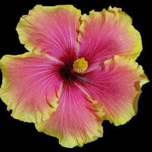 a close up of the yellow and pink hibiscus flower called Leonie Witten