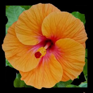 Close up of the Orange and Pink hibiscus flower called Little Logan