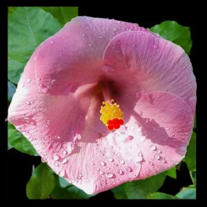 Close up of a white and pink blush hibiscus flower called Mackenzie Lee