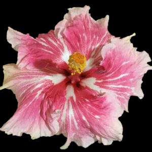 Close up of the Pink and White single hibiscus flower called Maggie Ann