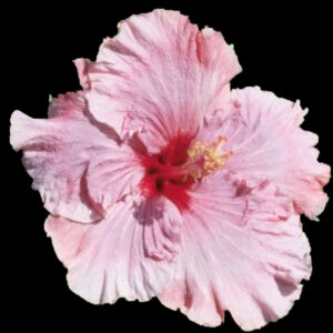 Close up of a Pink Ruffled Hibiscus Flower called Moonlight Dancer