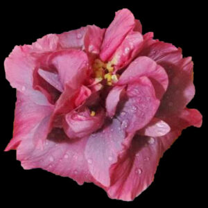 Close up of a Pink and Purple Double hibiscus flower called Mystic Moment