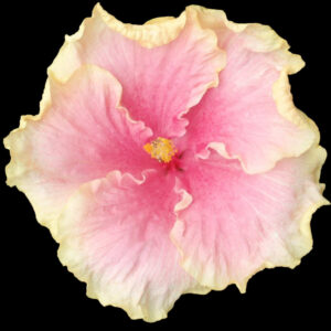 Close up of the large pink and yellow single hibiscus flower called Pink Smile