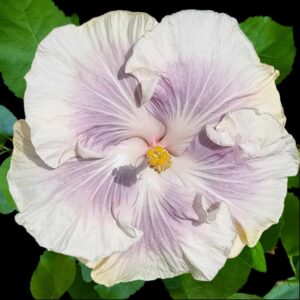 Close up of the Purple and Pink Tahitian Princess Hibiscus