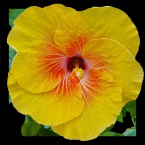 Close up of the hibiscus flower called Wedding day - yellow, pink and red