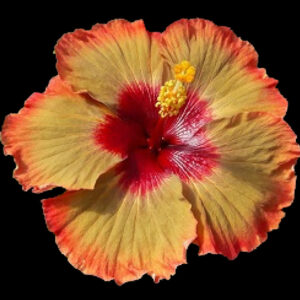 Close up of single bloom on hibiscus called Zeak Ho Ming