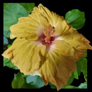 Close up of Imelda hibiscus flower