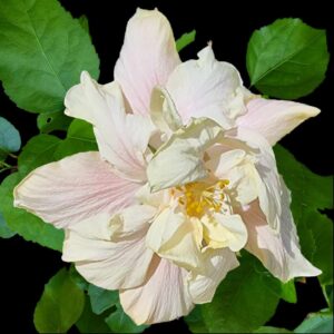 Close up of the White Kalakaua Hibiscus flower with leaves in the background