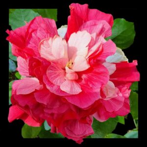 The 'Pink Bouquet' Hibiscus, showcasing a luxuriant array of ruffled petals in varying shades of pink, collectively forming a bloom as elegant and full as a hand-tied bouquet, embodying natural grace and beauty.