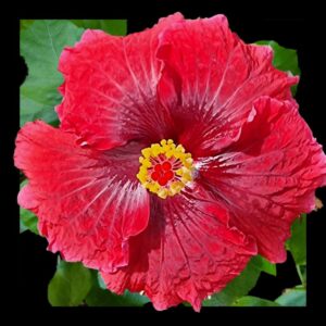A vivid red single hibiscus bloom with a slight pink edge and delicate white veining, surrounded by deep green foliage.