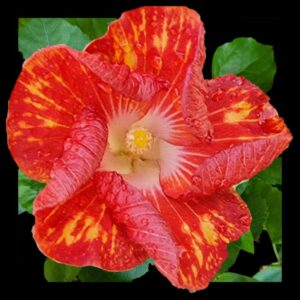Large single hibiscus bloom in orange-red with splashes of bright orange across each petal and a soft pale centre, set against lush green foliage.