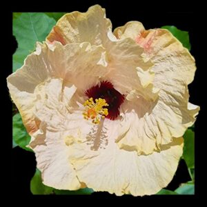 Large creamy white hibiscus bloom with delicate pink blushes, ruffled edges, and a striking dark red centre, surrounded by lush green foliage.