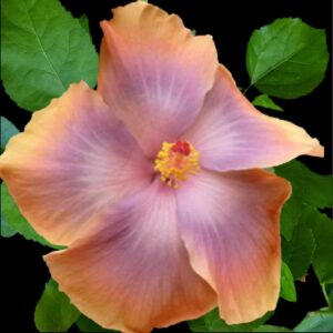 Single hibiscus flower called Blimey, in soft lavender and peach tones with a glowing orange edge and yellow-red stamen, set against green foliage.