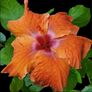 Crossfire Hibiscus flower showing single burnt-orange hibiscus bloom with a deep red centre and radiating white and pink halo, set against glossy green foliage.