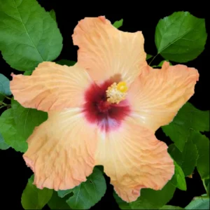 Golden-yellow hibiscus flower with ruffled edges and a deep red centre, displayed against a teal background.