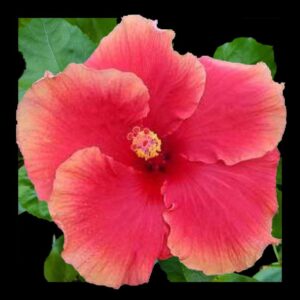Mary Wallace hibiscus - Large single hibiscus bloom in rich rose-pink with subtle golden edges, surrounded by lush green foliage.